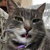 ppurplepanther